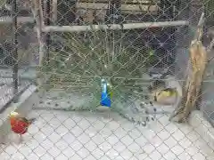 楽法寺（雨引観音）の動物