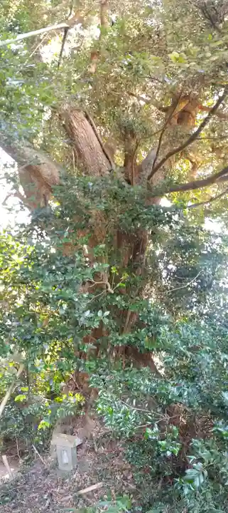 鹿島神社の自然