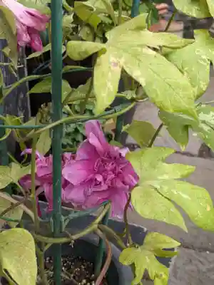 谷中 妙福寺(東京都)