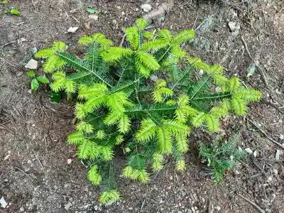 天台宗 五大山 白毫寺(兵庫県)