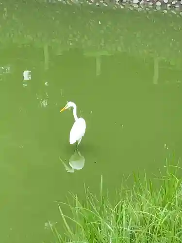 橿原神宮の動物