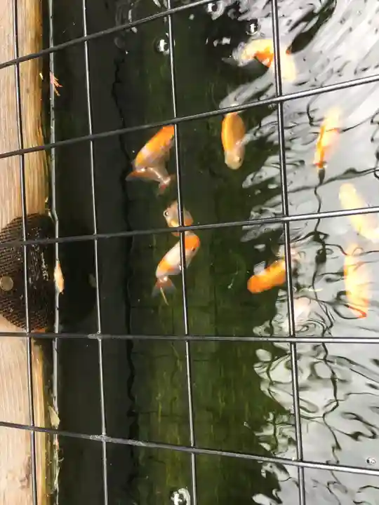 下総国三山 二宮神社の動物