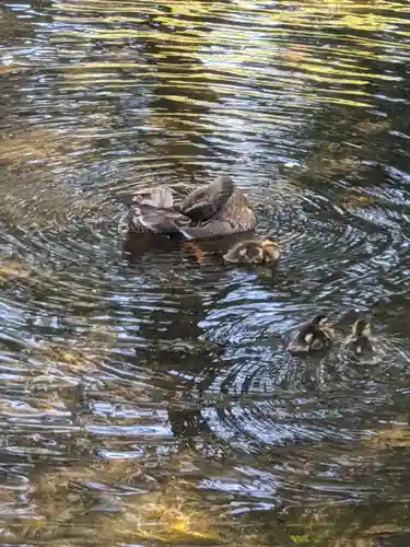 富士山本宮浅間大社の動物