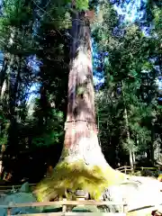 河口浅間神社の自然