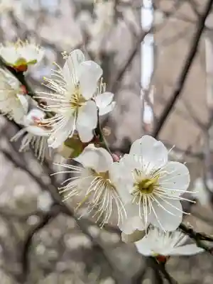 銀世界稲荷神社(東京都)