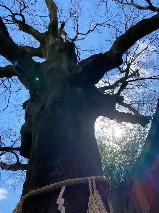 武信稲荷神社の自然