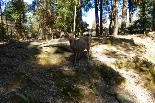春日大社の動物