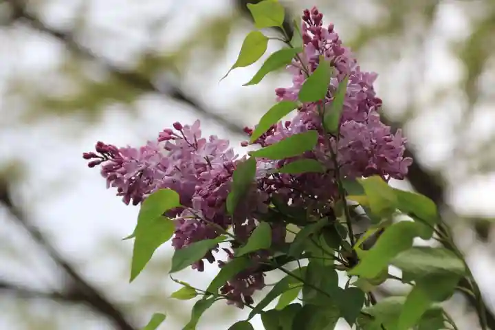 阿久津「田村神社」(郡山市阿久津町)旧社名:伊豆箱根三嶋三社の自然