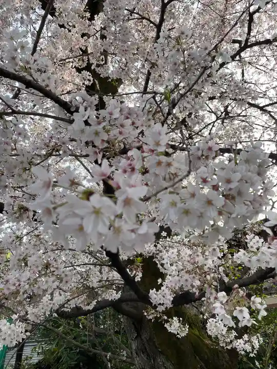 阿佐ヶ谷神明宮(東京都)