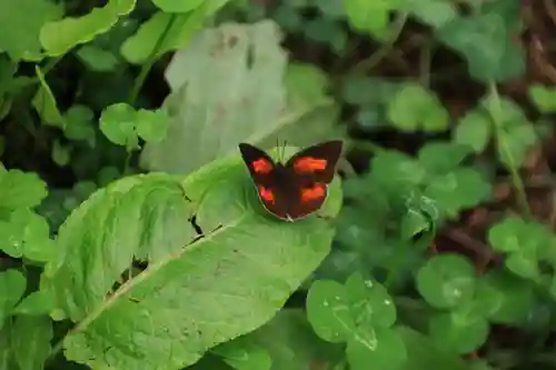鹿島大神宮の自然