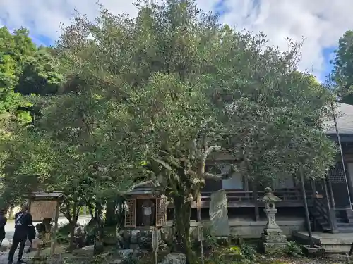 如意輪寺(奈良県)