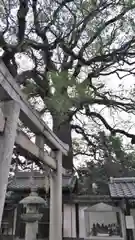 新熊野神社の建物その他