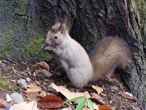 上川神社の動物
