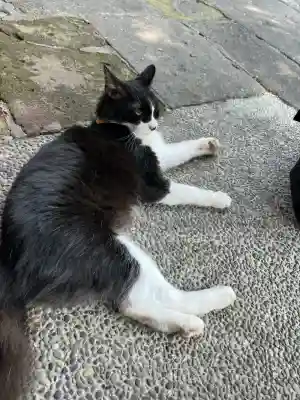 別所琴平神社(熊本県)