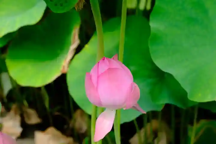 三室戸寺の自然