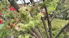 大報恩寺（千本釈迦堂）の庭園