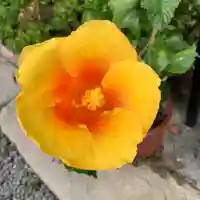 豊景神社の自然