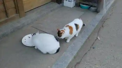 伏見稲荷大社の動物