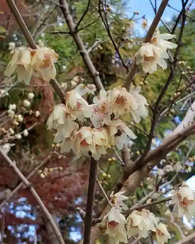沙沙貴神社の自然