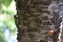 大六天麻王神社の自然