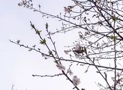 三嶋大社(静岡県)