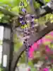 西方山極楽寺(岐阜県)