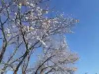 伏木香取神社の自然