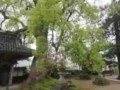 大乗寺の自然