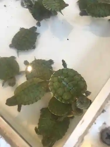 代々木八幡宮の動物