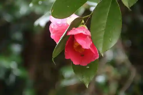 大六天麻王神社の自然