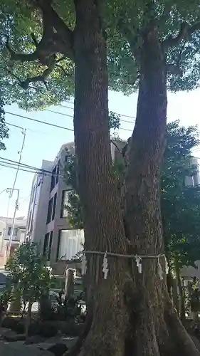 多田神社の自然