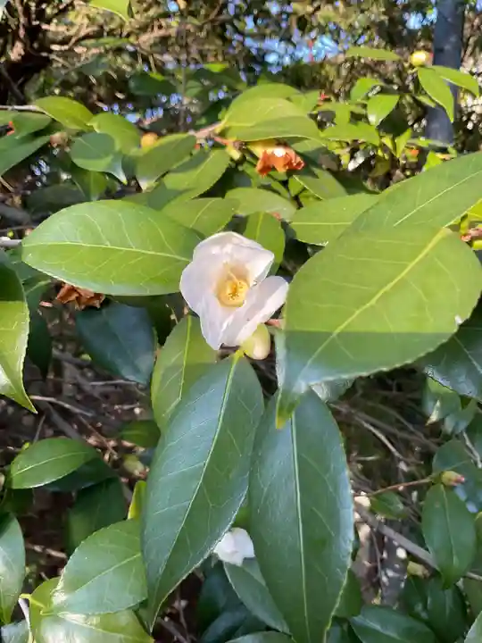 溝旗神社(肇國神社)の自然