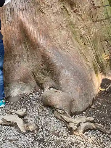 伊勢神宮内宮（皇大神宮）の自然
