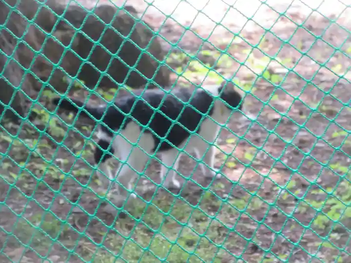 榛名神社の動物