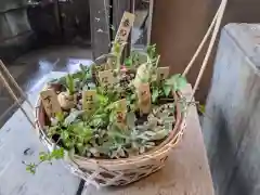 太子堂八幡神社の自然