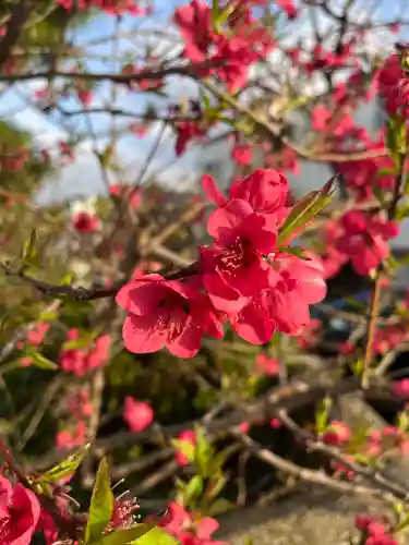 宝壽山 吉祥院の自然