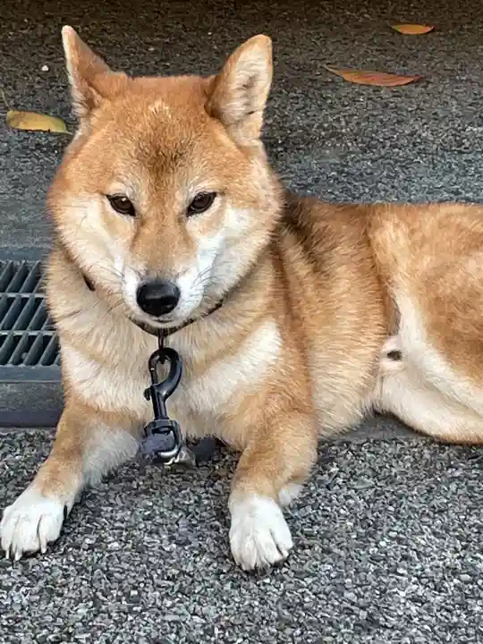 感通寺(東京都)
