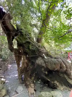 來宮神社の自然