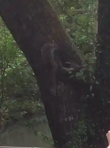 鶴岡八幡宮の自然