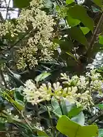 伏木香取神社の自然