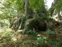 柞原八幡宮の自然