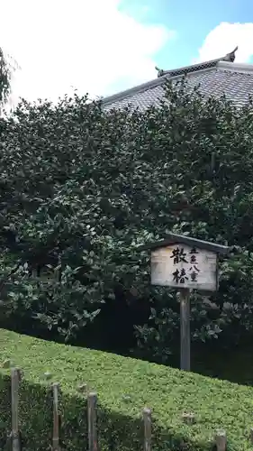 地蔵院（椿寺）(京都府)