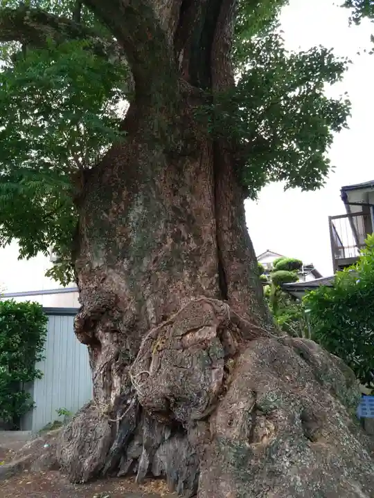 下代菅原神社の自然