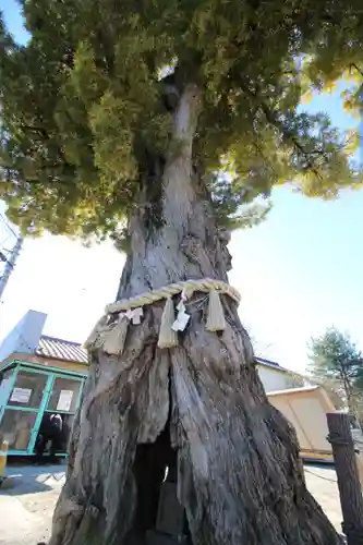 前玉神社の御朱印