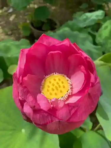 法金剛院の自然