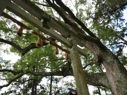 事任八幡宮の鳥居