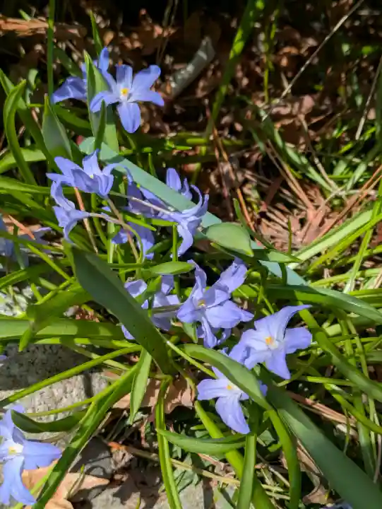 船魂神社の{uncategorized: "未分類", other: "その他", undefined: "問題あり", building: "その他建物", grave: "お墓", sacred_gate: "鳥居", guardian: "狛犬", statue: "像", buddha: "仏像", history: "歴史", nature: "自然", garden: "庭園", animal: "動物", pagoda: "塔", temizu: "手水舎", mountain_gate: "山門・神門", sanctuary: "本殿・本堂", subordinate: "末社・摂社", art: "芸術", scenery: "景色", jizo: "地蔵", ema: "絵馬", goshuin: "御朱印", omikuji: "おみくじ", items: "授与品その他", amulet: "お守り", goshuincho: "御朱印帳", eats: "食事", festival: "お祭り", votive_dance: "神楽", shichigosan: "七五三参", wedding: "結婚式", experience: "体験その他", initially: "初詣", around: "周辺", anti_infection: "感染症対策"}
