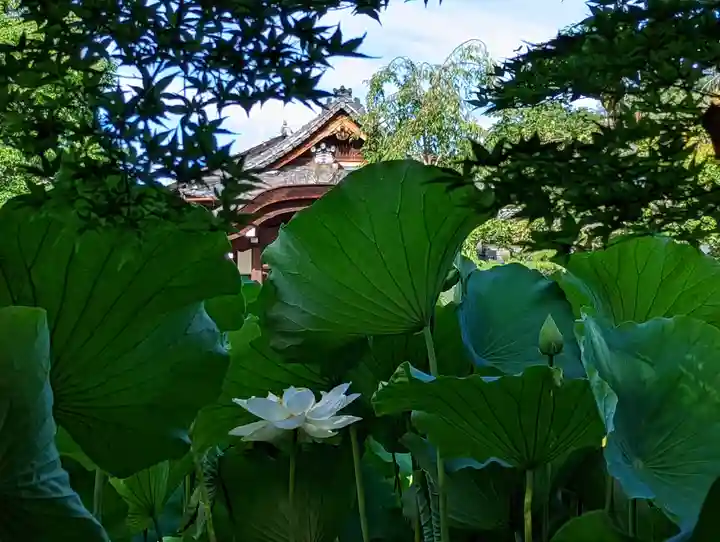 法金剛院(京都府)