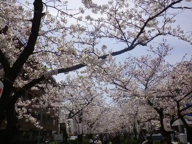 鶴岡八幡宮の自然
