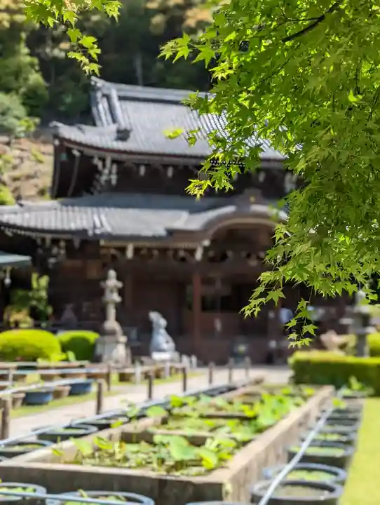 三室戸寺(京都府)